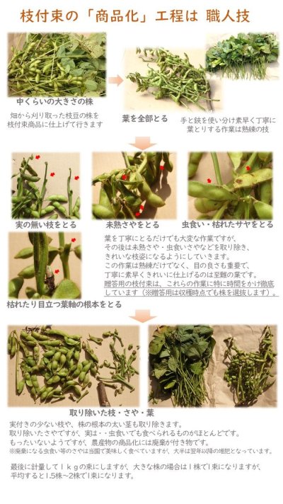 画像2: 10月お届け 【贈答用】丹波篠山黒枝豆 枝付2束（1kg×2束）