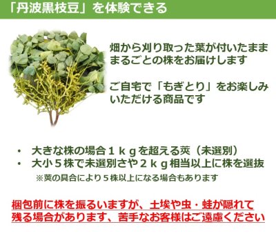 画像2: 10月お届け 丹波篠山黒枝豆 まるごと葉付き 5株
