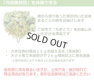 画像2: 10月お届け 丹波篠山黒枝豆 まるごと葉付き 5株