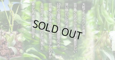 画像5: 10月お届け 【贈答用】丹波篠山黒枝豆 枝付2束（1kg×2束）