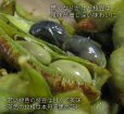 画像4: 10月お届け 【贈答用】丹波篠山黒枝豆 枝付2束（1kg×2束）