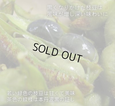 画像4: 10月お届け 【贈答用】丹波篠山黒枝豆 枝付2束（1kg×2束）