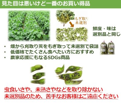 画像2: 一番お得「未選別さや」 10月お届け 丹波篠山黒枝豆  鮮度保持袋入 1ｋｇ