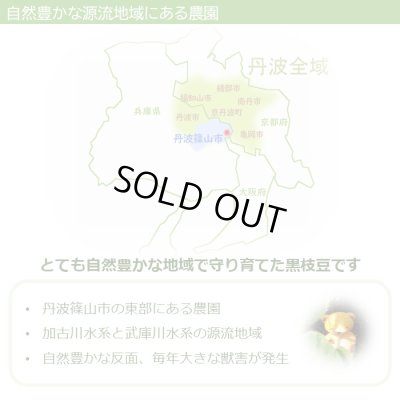 画像9: 10月お届け 【贈答用】丹波篠山黒枝豆 枝付2束（1kg×2束）