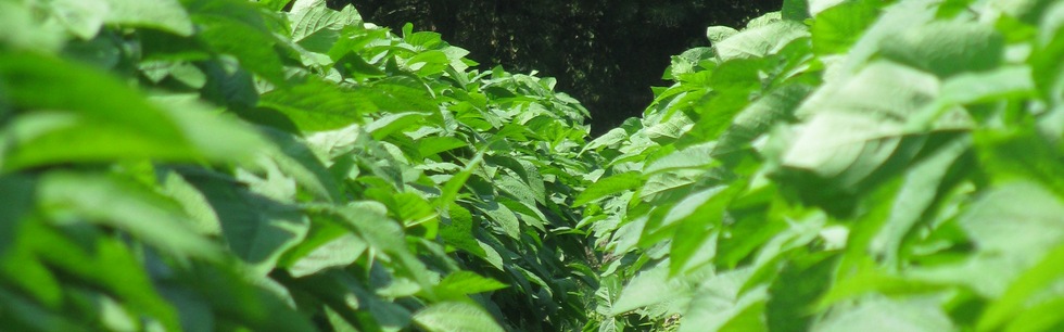 丹波篠山黒枝豆の株